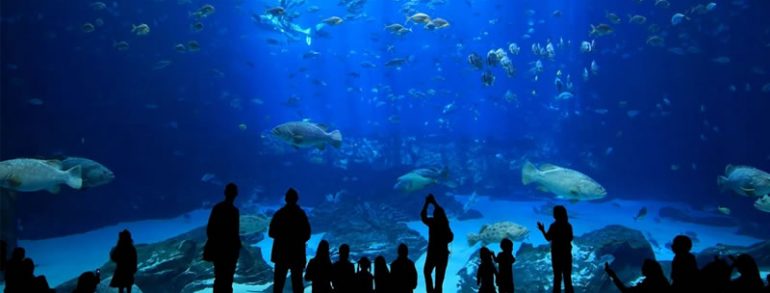 İstanbul SEA LIFE Aquarium